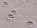 Pug At The Beach paw prints